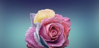 Czym różni się płeć jako kategoria biologiczną od płci społeczno kulturowej?